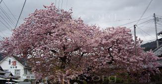 河津桜原木