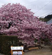 かじやの桜