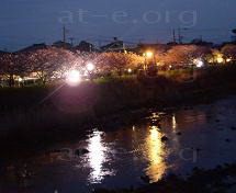 夜桜